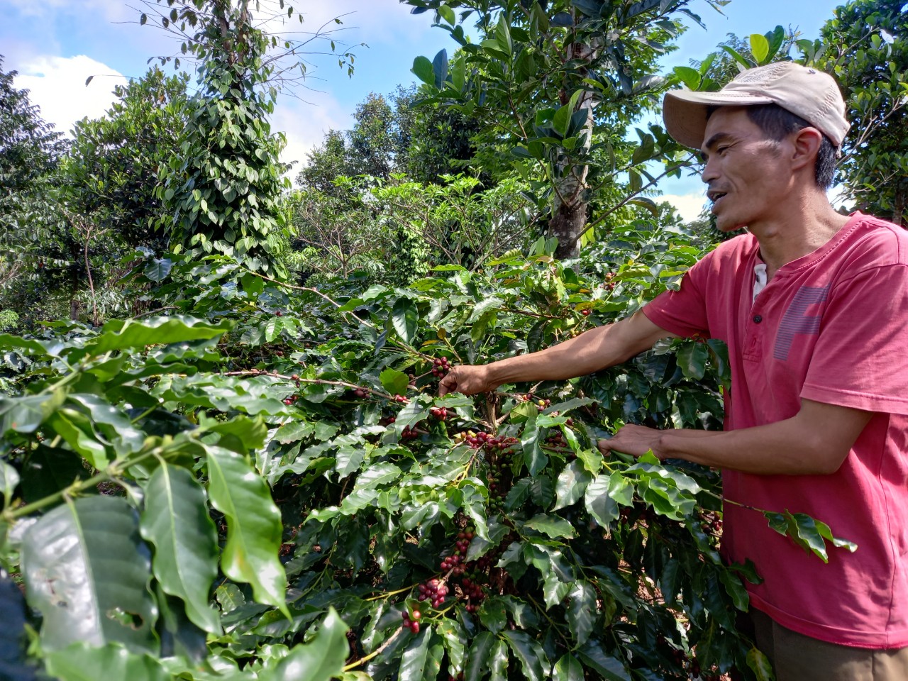 Toward a sustainable coffee supply chain – MCNV – For health and ...